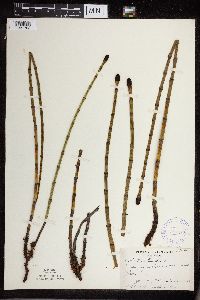 Equisetum fluviatile image
