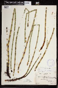 Equisetum fluviatile image