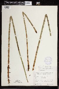 Equisetum fluviatile image