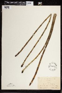 Equisetum fluviatile image