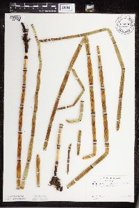 Equisetum hyemale image
