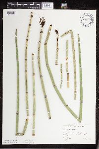 Equisetum hyemale image