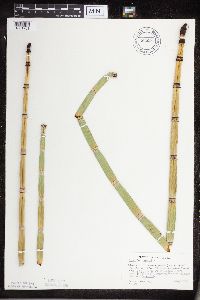 Equisetum hyemale image