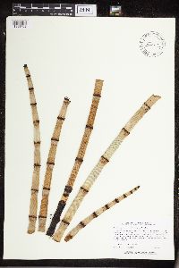Equisetum hyemale image
