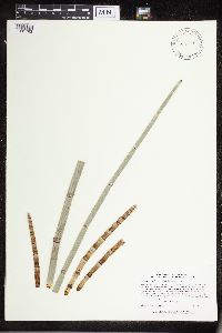 Equisetum hyemale image