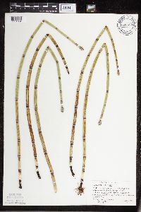 Equisetum hyemale image