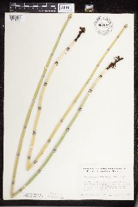 Equisetum hyemale image