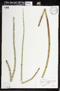 Equisetum hyemale image
