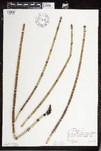 Equisetum hyemale image