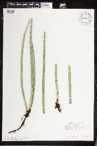 Equisetum hyemale image
