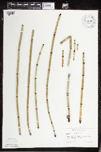 Equisetum hyemale subsp. affine image