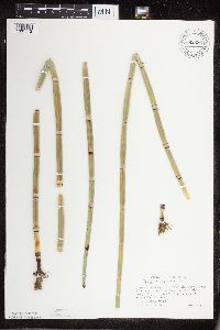 Equisetum hyemale subsp. affine image