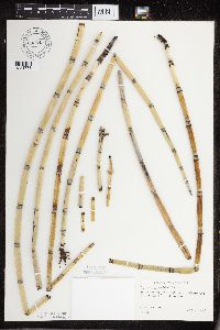 Equisetum hyemale subsp. affine image