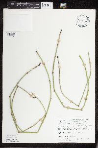 Equisetum hyemale subsp. affine image