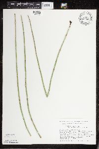 Equisetum hyemale subsp. affine image
