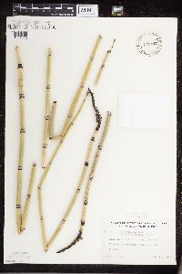 Equisetum hyemale subsp. affine image