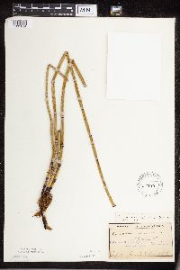 Equisetum hyemale subsp. affine image