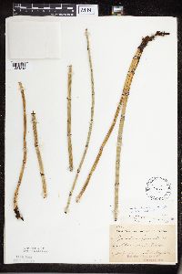 Equisetum hyemale subsp. affine image
