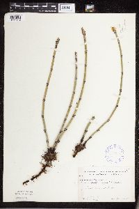 Equisetum hyemale subsp. affine image