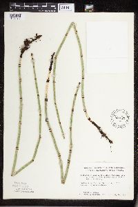 Equisetum hyemale subsp. affine image