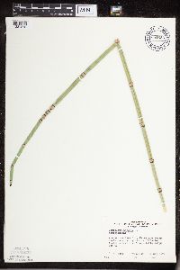 Equisetum hyemale subsp. affine image