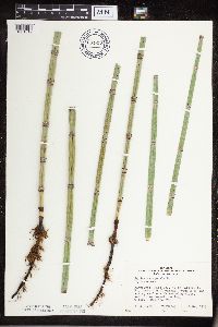 Equisetum hyemale subsp. affine image