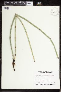 Equisetum hyemale subsp. affine image