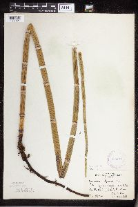 Equisetum hyemale image