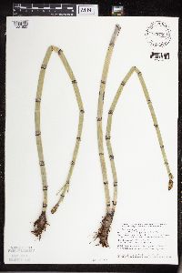 Equisetum hyemale image
