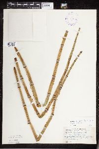 Equisetum hyemale image
