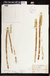 Equisetum hyemale image