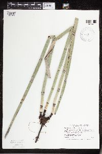 Equisetum hyemale image
