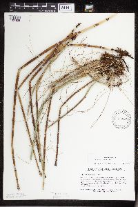Equisetum hyemale image