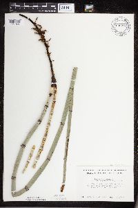 Equisetum hyemale image