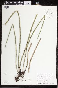 Equisetum hyemale image