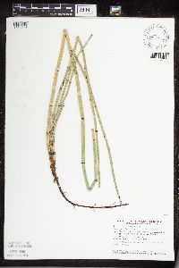 Equisetum hyemale subsp. affine image