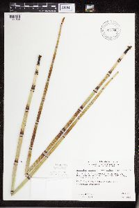 Equisetum hyemale image