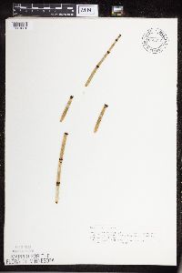 Equisetum hyemale image
