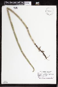 Equisetum hyemale image