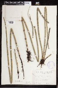 Equisetum hyemale image