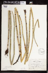 Equisetum hyemale image
