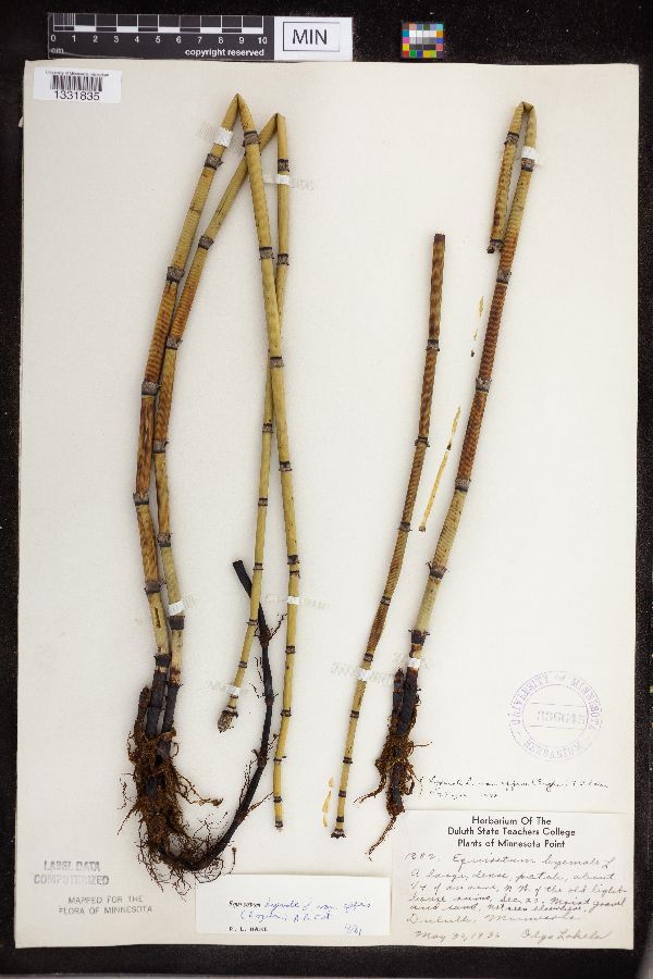 Equisetum hyemale image
