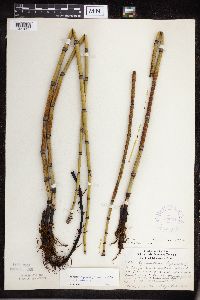 Equisetum hyemale subsp. affine image