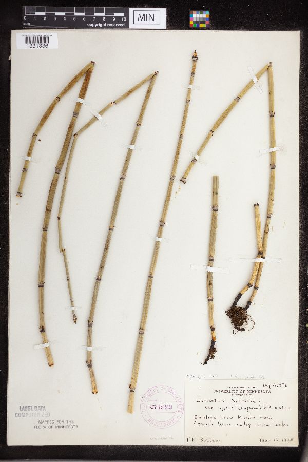 Equisetum hyemale image