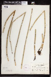 Equisetum hyemale image