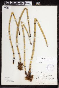 Equisetum hyemale image