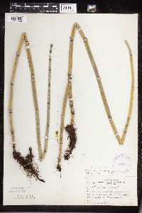 Equisetum hyemale image