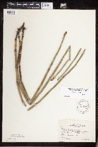 Equisetum hyemale image
