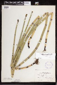 Equisetum hyemale image