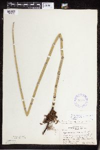 Equisetum hyemale image